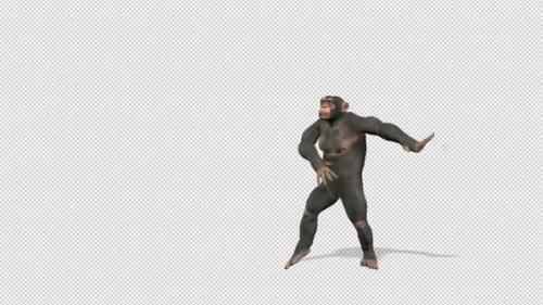 Videohive - Chimpanzee Thriller Dance - 35917030 - 35917030