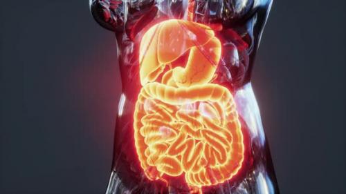 Videohive - Anatomy of Human Body with Digestive System - 35886797 - 35886797