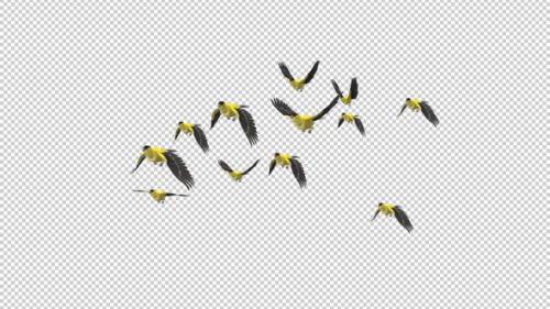 Videohive - American Goldfinch - Flock of 12 Birds - Flying Loop - Side Angle - Alpha Channel - 35880991 - 35880991