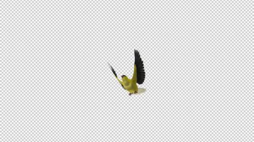 Videohive - American Goldfinch - Flying Transition - II - Alpha Channel - 35880993 - 35880993