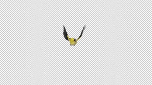 Videohive - American Goldfinch - Flying Transition - I - Alpha Channel - 35880994 - 35880994