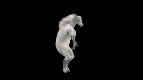 Videohive - 30 White Horse Dancing HD - 35881331 - 35881331