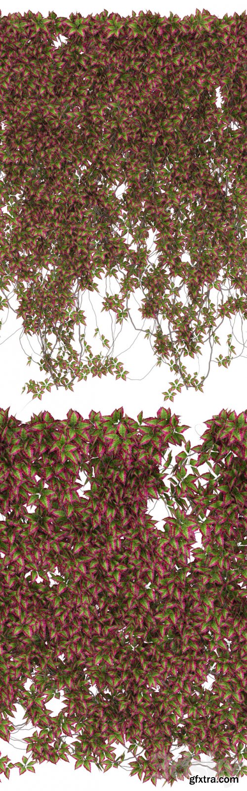 Wall of wild grapes leaves v3