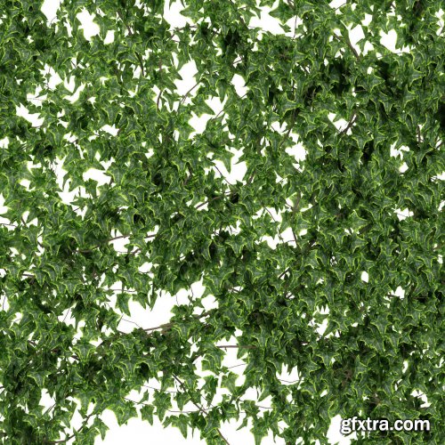 Cgtrader - Wall of lvy Leaves V2