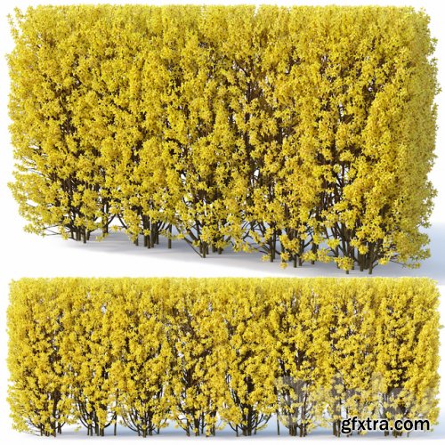 Forsythia # 2 hedge. H180 cm