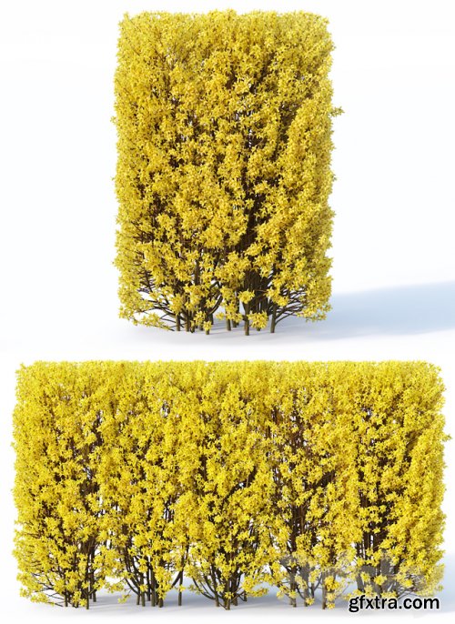 Forsythia # 2 hedge. H180 cm