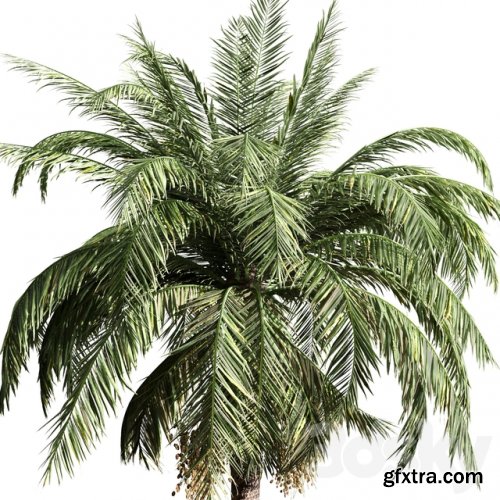 Set of Palms