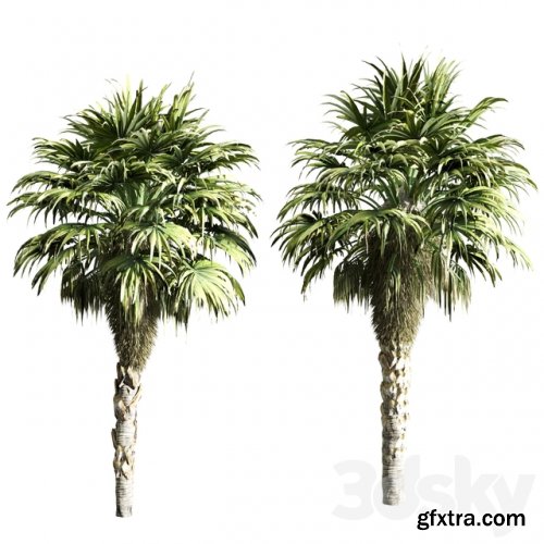 Set of Palms