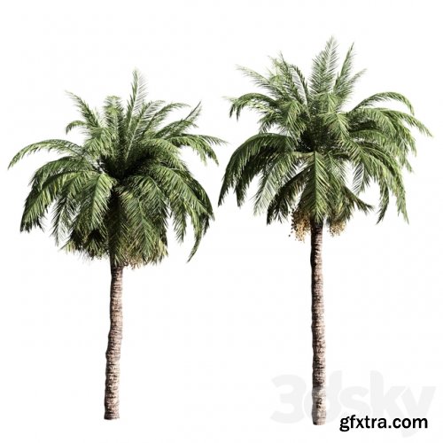 Set of Palms