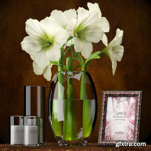 White Amaryllis 04