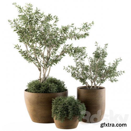 Outdoor Plants Olive - Set 79