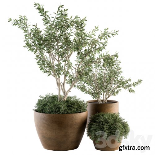 Outdoor Plants Olive - Set 79