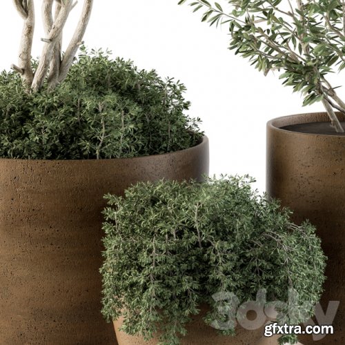 Outdoor Plants Olive - Set 79