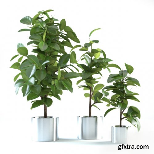 Ficus Elastica 4