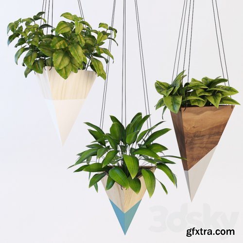 Hanging plants 2