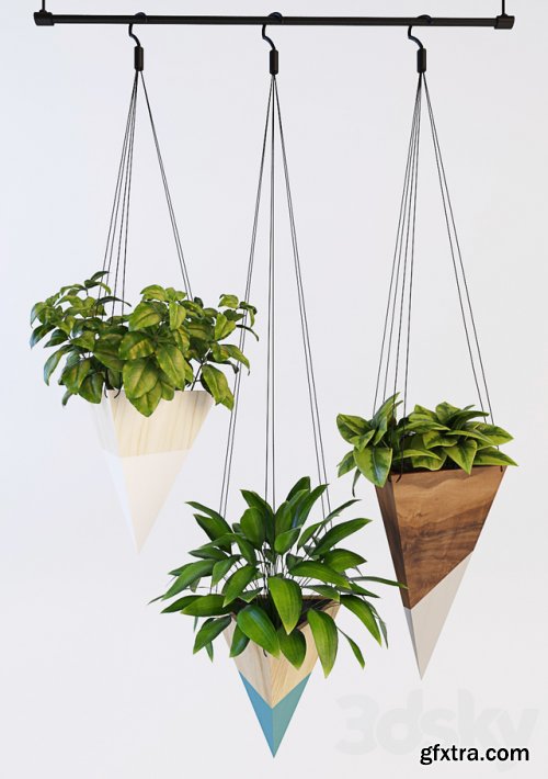 Hanging plants 2