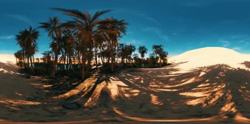 Videohive - VR360 Palms Oasis in the Desert - 36045027 - 36045027