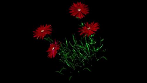 Videohive - Aster Botanical Flowers 3D Rendering - 36053486 - 36053486