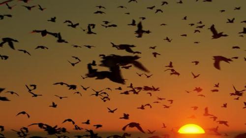 Videohive - Sunset and Flock of Birds - 35981353 - 35981353