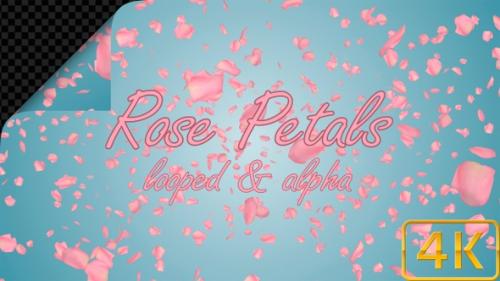 Videohive - Valentines Day Pink Rose Petals - 36041054 - 36041054