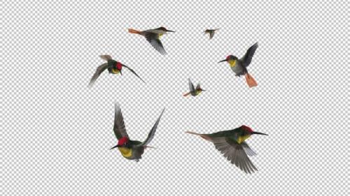 Videohive - Hummingbird Flock - Ruby Topaz - 7 Birds - Flying Transition - Alpha Channel - 36041136 - 36041136