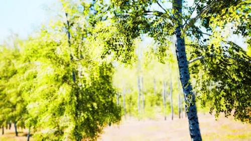 Videohive - Birch Forest in Sun Rays in the Mornings - 34491548 - 34491548
