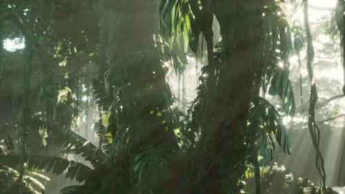 Videohive - Deep Tropical Jungle Rainforest in Fog - 36098890 - 36098890