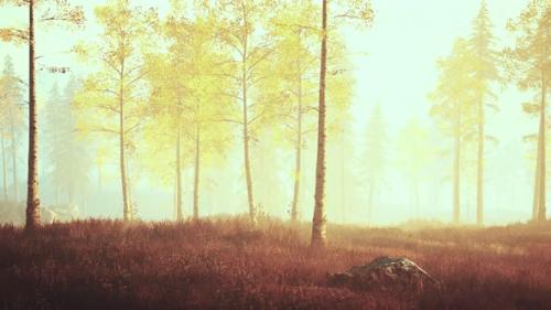 Videohive - Unrise or Sunset in a Birch Forest with Rays of Sun Shining Through Tree Trunks - 36102686 - 36102686