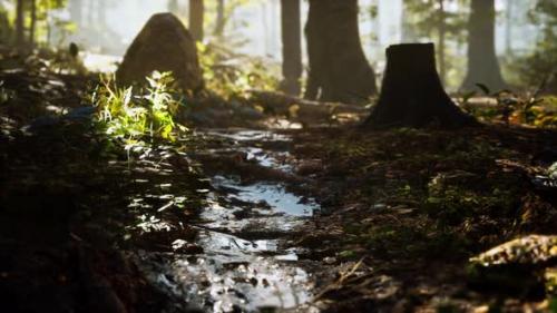 Videohive - Small Creek Runs Through a Wide Valley Full of Fallen Leaves - 36109424 - 36109424