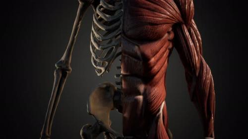 Videohive - Muscular and Skeletal System of Human Body - 36083003 - 36083003