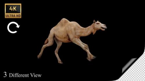 Videohive - Camel Run Pack - 36270722 - 36270722