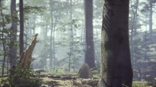 Videohive - Foggy Forest with Soft Sun Light - 36336210 - 36336210
