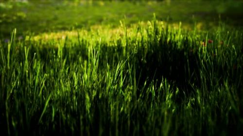 Videohive - Field with Green Grass and Wild Flowers at Sunset - 36336267 - 36336267