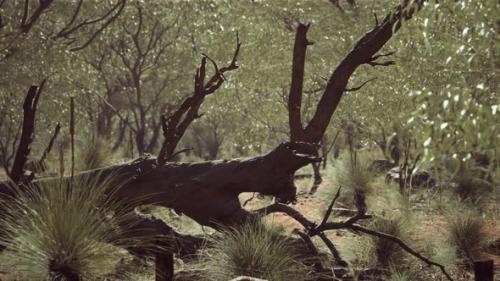 Videohive - Australian Bush with Trees on Red Sand - 36336979 - 36336979