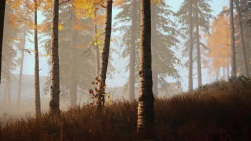 Videohive - Scene of Sunrise in a Birch Forest on a Sunny Summer Morning with Fog - 36336994 - 36336994