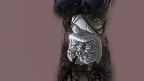 Videohive - Transparent Human Body with Visible Digestive System - 36343538 - 36343538