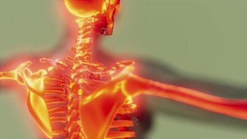 Videohive - Transparent Human Body with Visible Skeletal Bones - 36343553 - 36343553