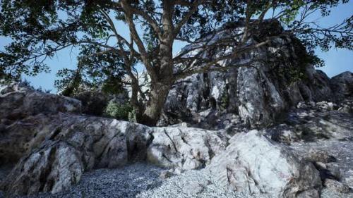 Videohive - Big Tree with Rock Formations on the Mountainside - 36390223 - 36390223