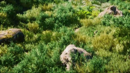 Videohive - Autumn Colored Dry Grass and Stones - 36390469 - 36390469