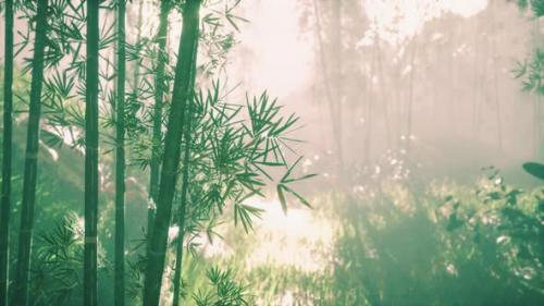 Videohive - Bamboo Trunks and Sunlight Shines Through the Walls of the Plant and Fog - 36390590 - 36390590