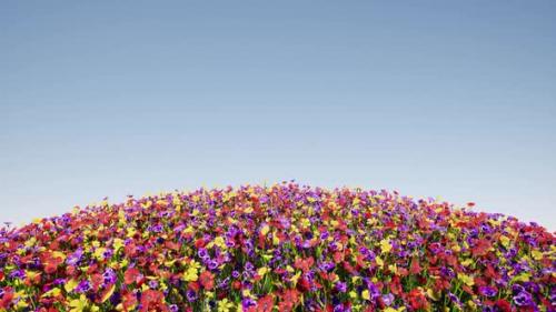 Videohive - Round Field of Color Flowers Blue Sky Colorful Landscape Nature - 36318346 - 36318346