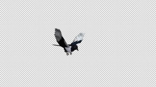 Videohive - Eurasian Magpie Bird - Flying Over Screen - III - Alpha Channel - 36377797 - 36377797