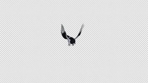 Videohive - Eurasian Magpie Bird - Flying Over Screen - II - Alpha Channel - 36377798 - 36377798