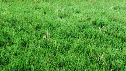 Videohive - Green Grass Gently Waving in a Summer Meadow - 36318986 - 36318986