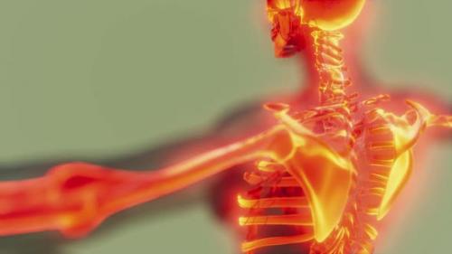 Videohive - Homan Skeletal System in Transparent Body - 36399210 - 36399210