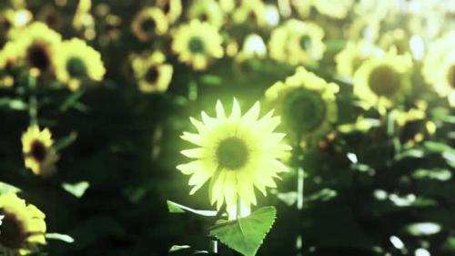 Videohive - Beautiful Field of Blooming Sunflowers Against Sunset Golden Light - 36399564 - 36399564