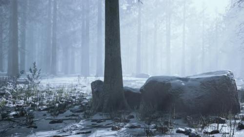 Videohive - Impressive View of Fog and Sunlight After Frost on the Pine Forest - 36399511 - 36399511