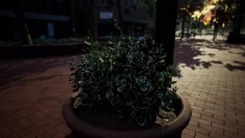 Videohive - Decorative Pots with Plants on the Sidewalk - 36399554 - 36399554