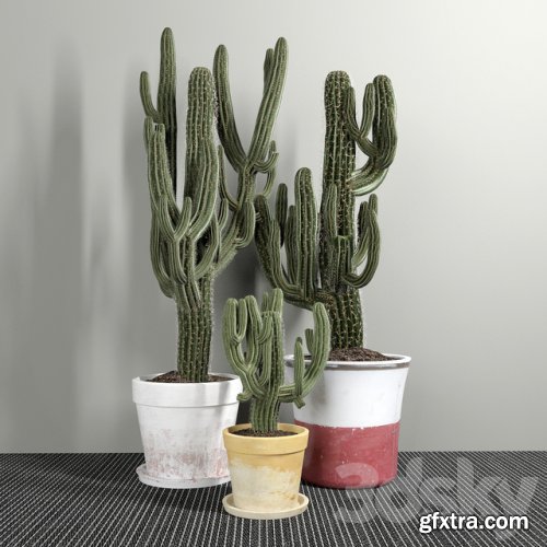 Set of Three Cactuses Carnegiea