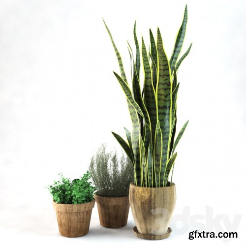 Sansevieria +